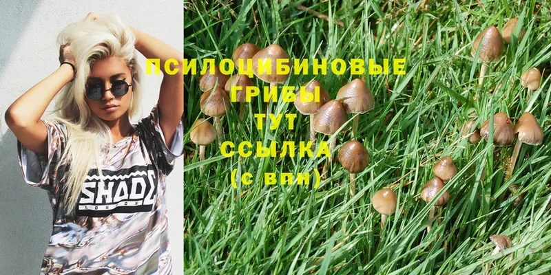 Псилоцибиновые грибы Cubensis Рязань